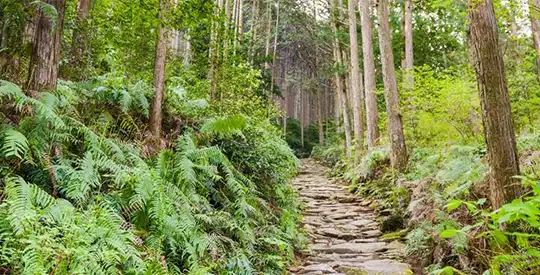 Kumano Kodo WINTER יום 4